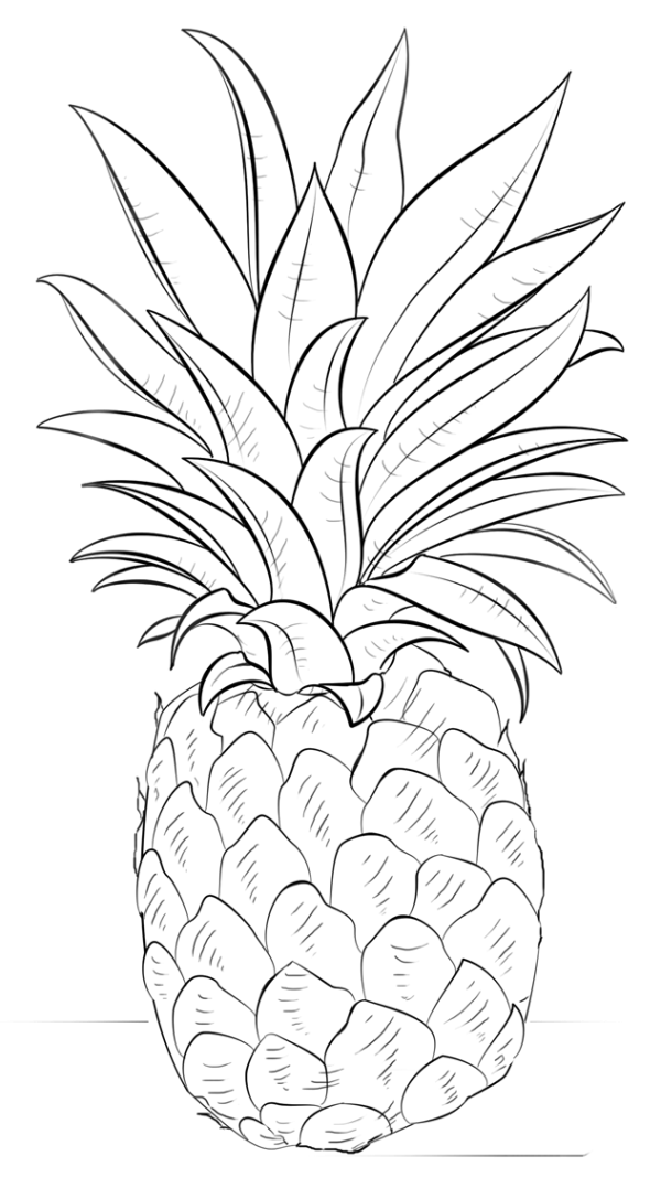 Simple and easy to learn pineapple drawing