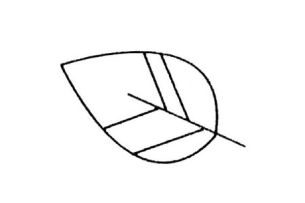 Complete collection of simple drawings of leaves and drawing steps