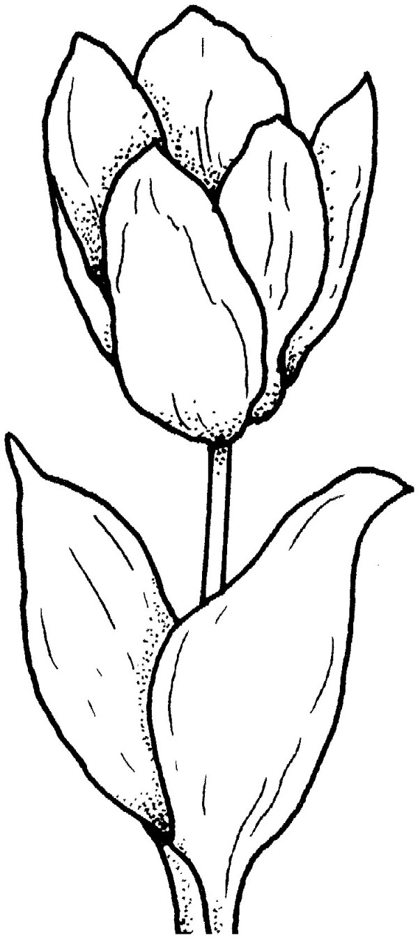 Simple drawing method of tulips