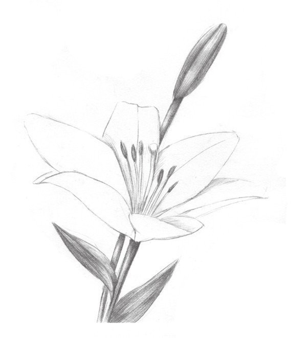 Sketch lily painting techniques