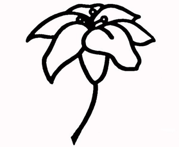 How to draw lilies in simple strokes