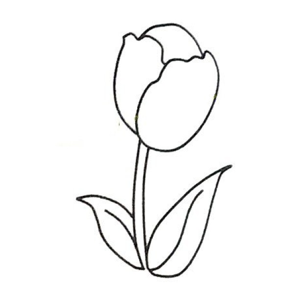 How to draw beautiful tulips in four steps