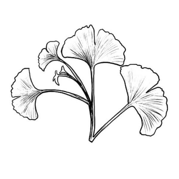 About the simple drawing of ginkgo leaves