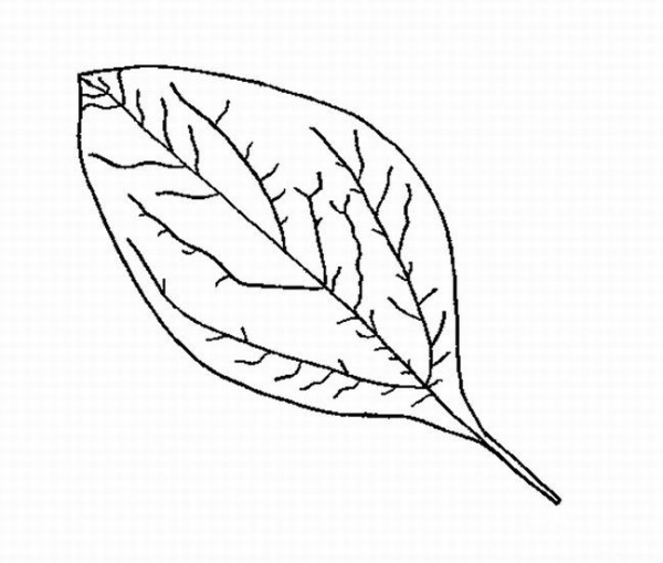 Simple strokes of leaves