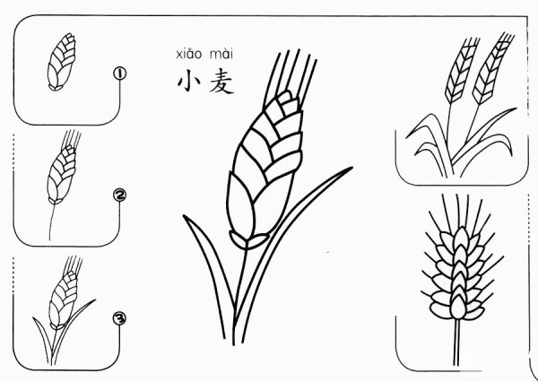 How to draw wheat