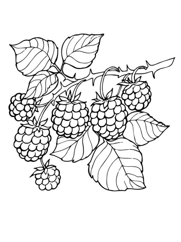 How to draw blackberry