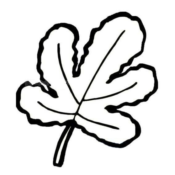 Maple Leaf Simple Drawing Picture