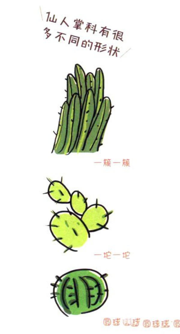 Draw a cute simple drawing of a tall and handsome cactus in four steps