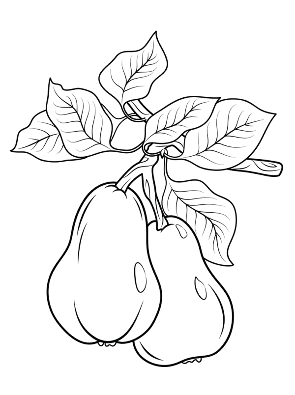 My favorite fruit - pear