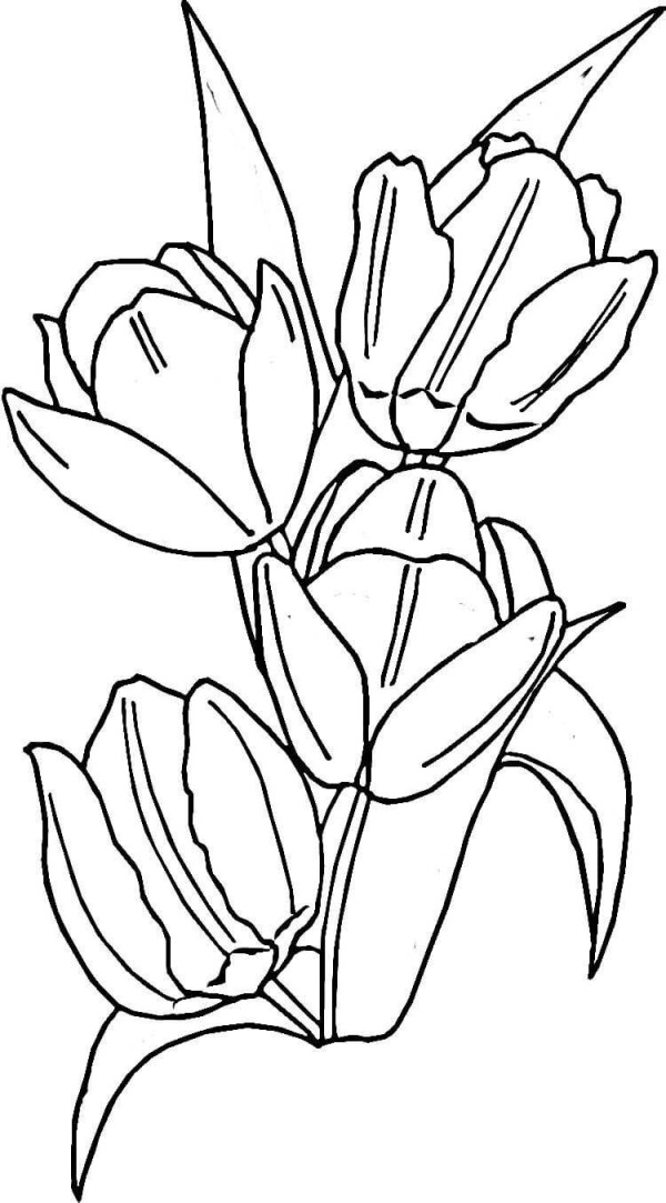 How to draw tulips in simple strokes