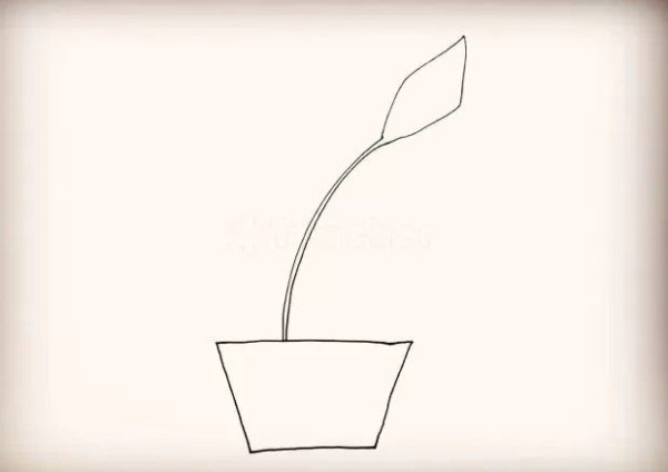 How to draw lily potted plants