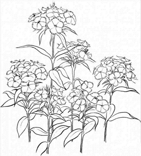 A complete collection of simple drawing pictures of flowers, simple drawing pictures of carnations