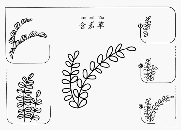 How to draw mimosa