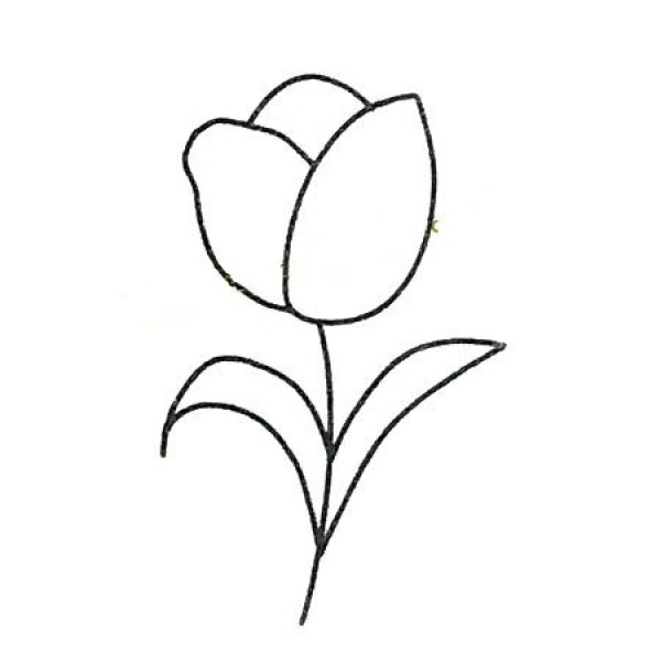 How to draw beautiful tulips in four steps