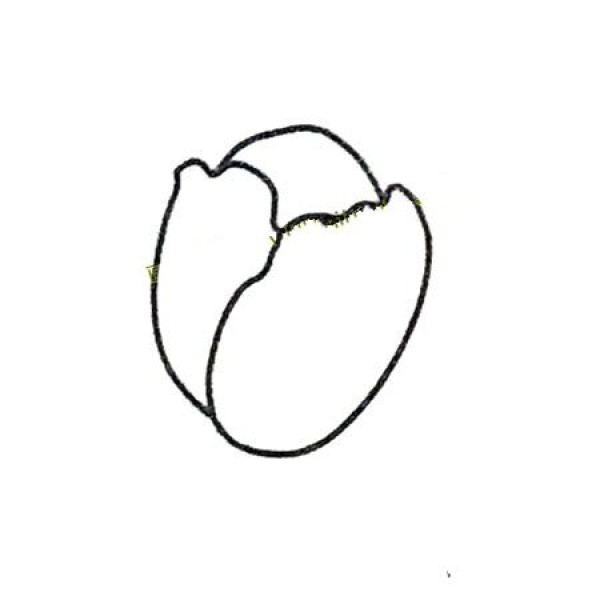 How to draw beautiful tulips in four steps