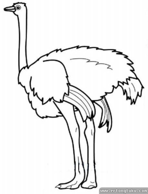 Cartoon ostrich simple drawing tutorial