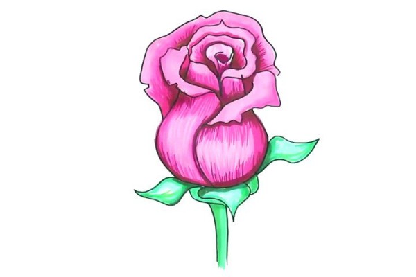 Draw beautiful pink roses in simple steps