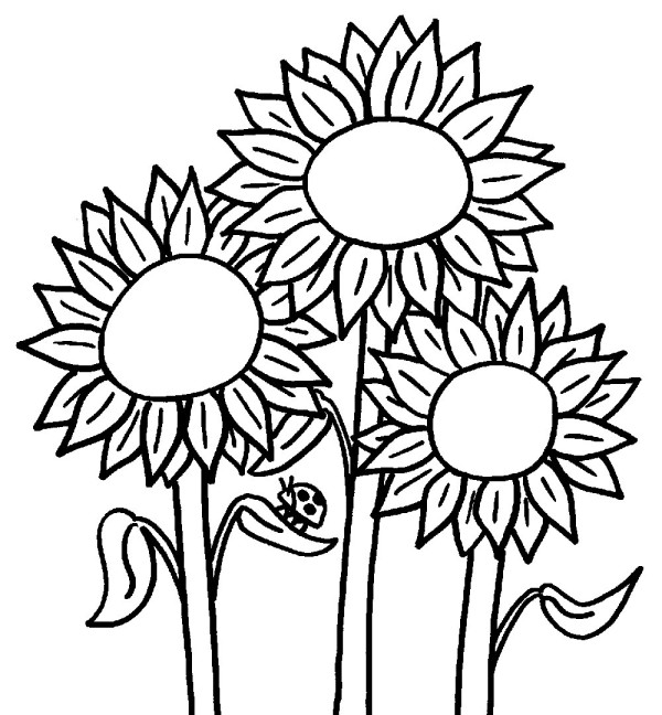 7 simple drawing pictures of sunflowers