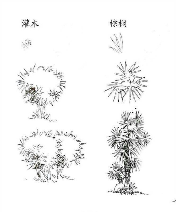 Plant pictures, simple drawing methods of shrubs and palms