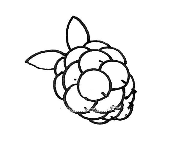 0Learn to Draw Blackberry