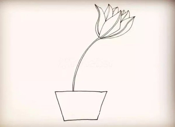 How to draw lily potted plants