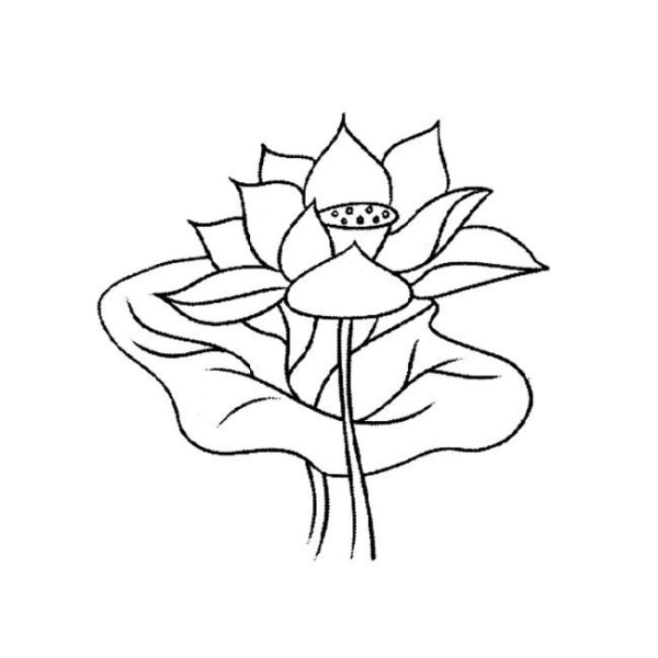 Simple drawings of flowers Complete collection of simple drawings of lotus