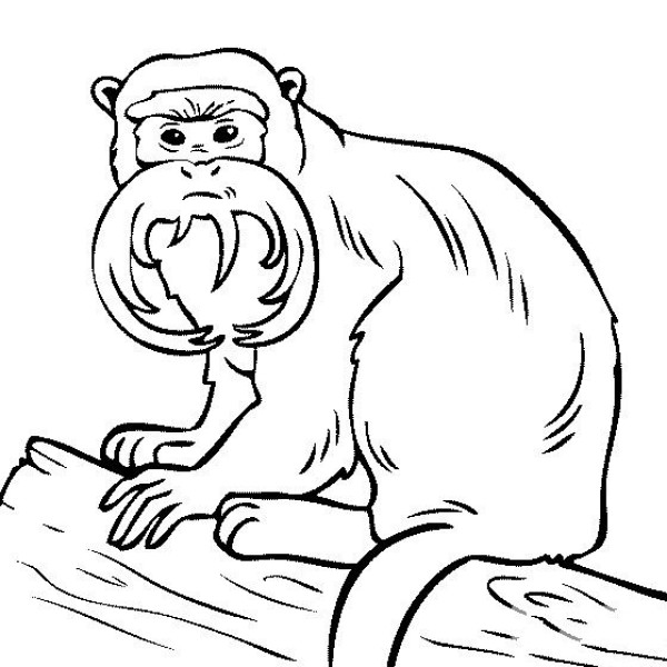 Animal simple drawings Emperor tamarin monkey simple drawing pictures