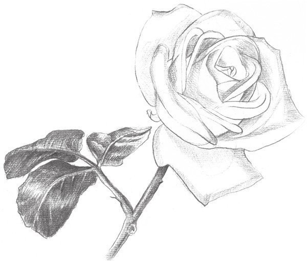 Drawing Techniques of Sketching White Roses