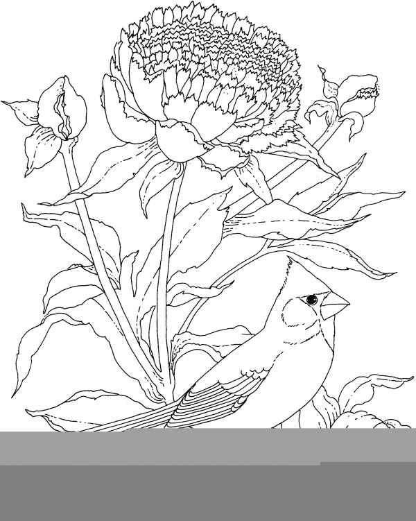 Peonies and birds