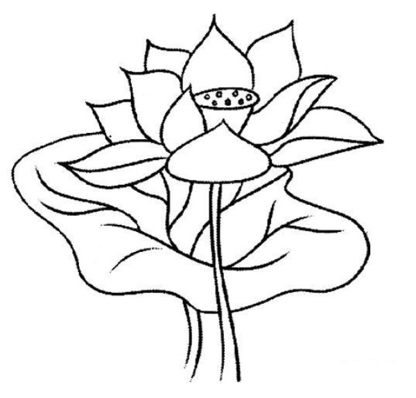 Hand drawn lotus leaf lotus sketch pencil