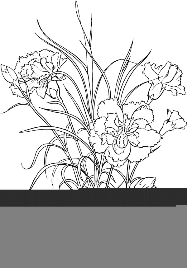 How to Draw a Carnation