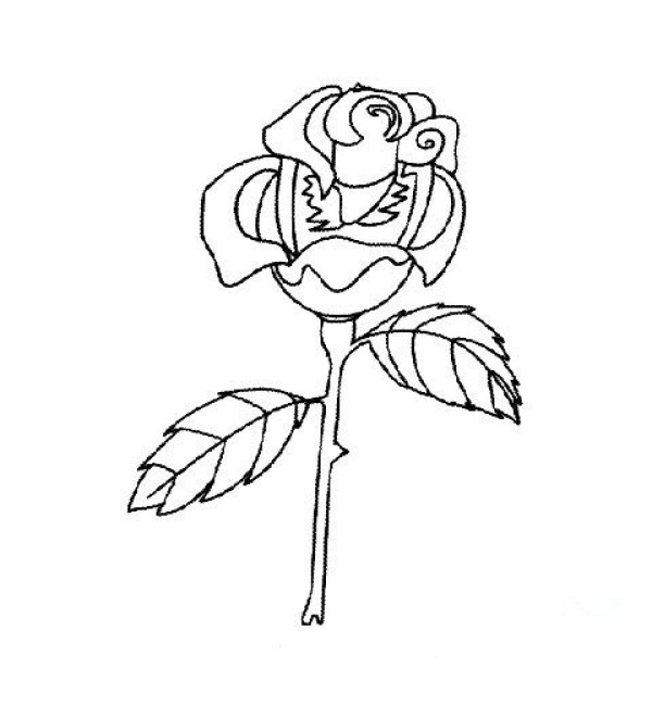 2016 Hand-painted Rose Simple Drawing Picture