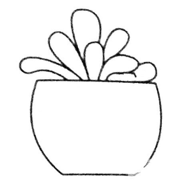 Beautiful succulent plant bonsai simple drawing picture