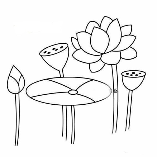 Beautiful lotus leaves and lotus simple drawing pictures