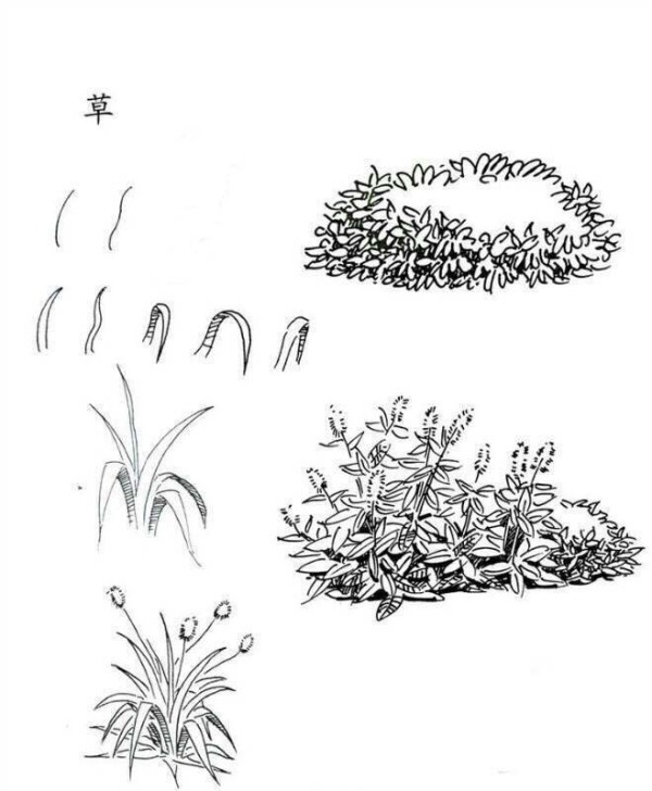 Plant pictures simple drawing method of grass