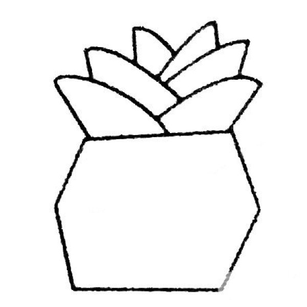 Beautiful succulent plant bonsai simple drawing picture