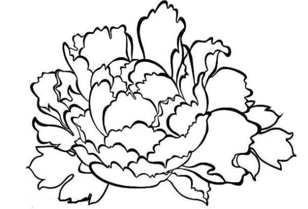 Beautiful peony flowers hand drawn