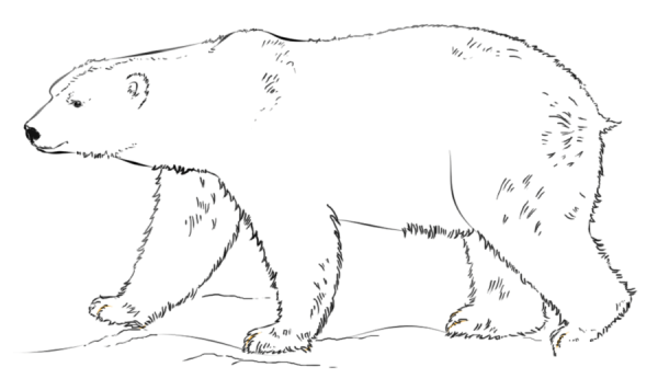 How to Draw a Polar Bear