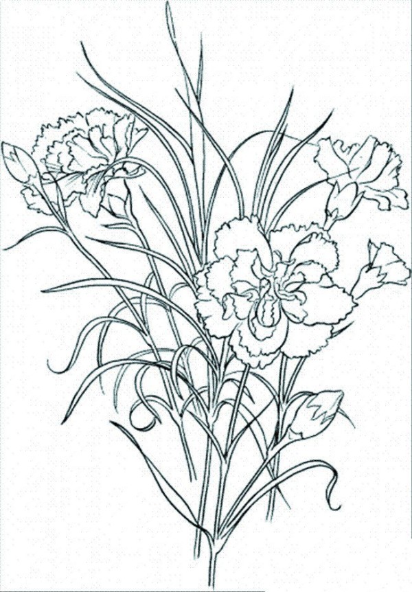 A complete collection of simple drawing pictures of flowers, simple drawing pictures of carnations