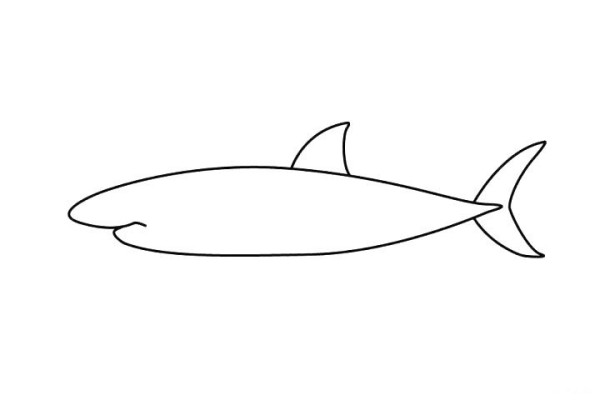 How to draw a great white shark