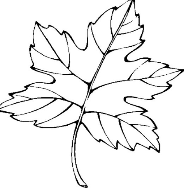 Xiangshan Maple Leaf