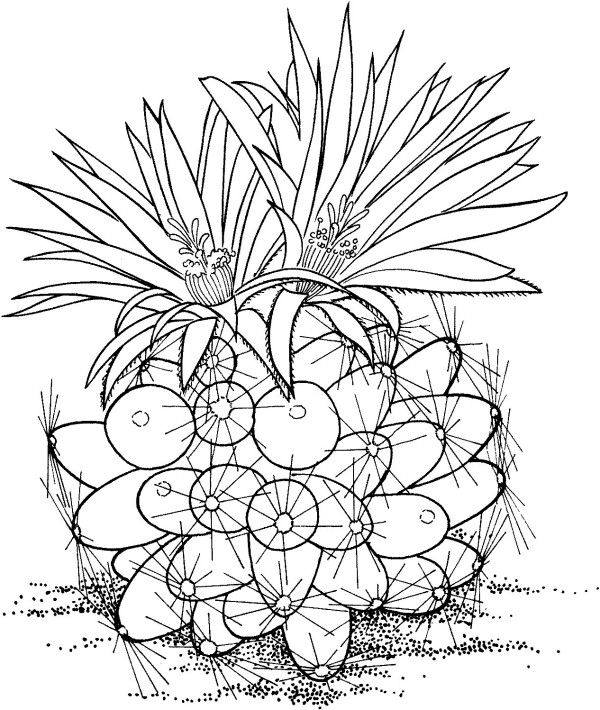 How to draw a beautiful cactus