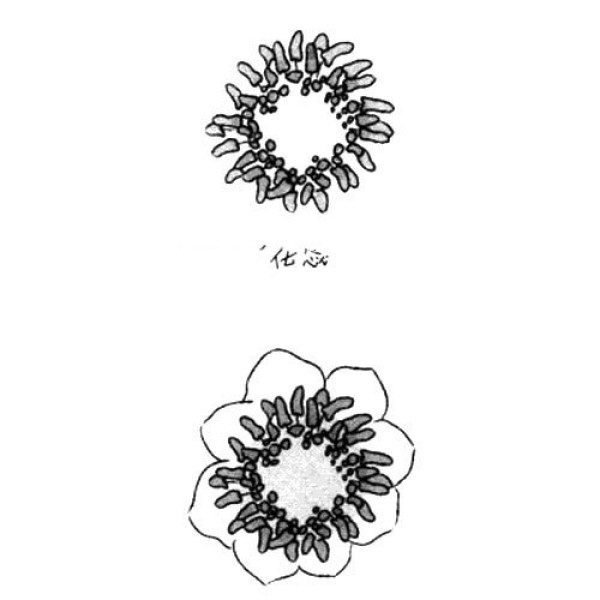 How to draw flowers water lily simple drawing tutorial