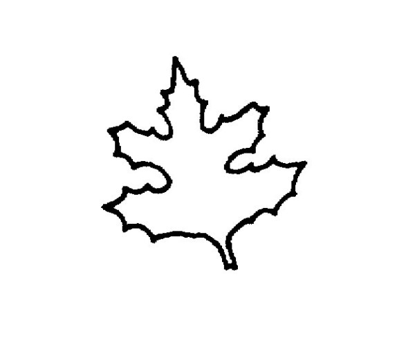 How to draw maple leaves