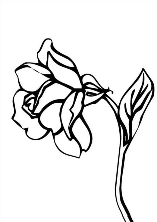 Flower Pictures Rose Simple Drawing Pictures Collection