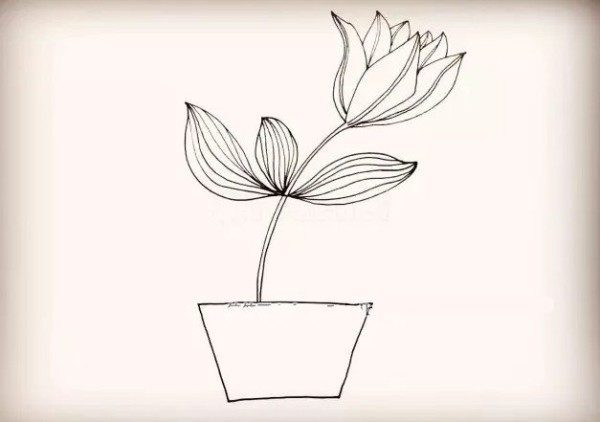 How to draw lily potted plants