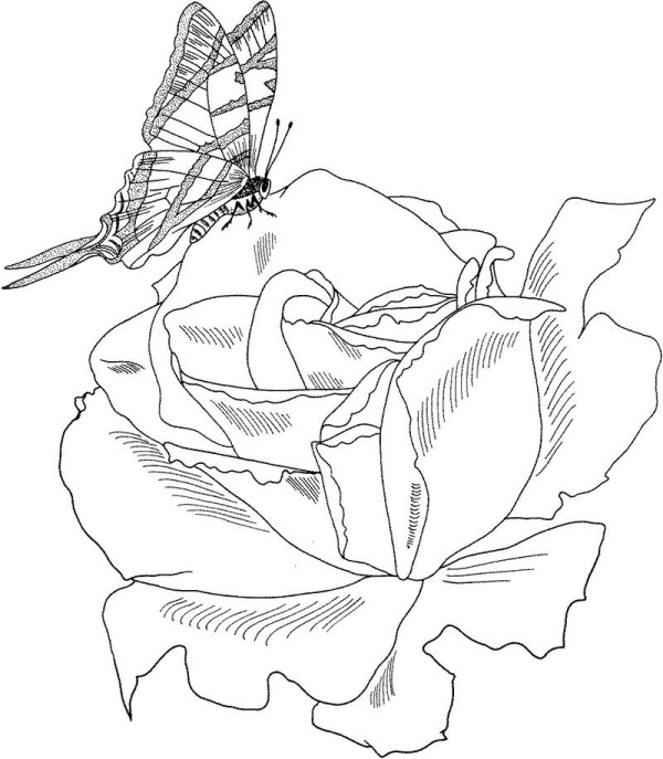 Simple drawing of roses and butterflies