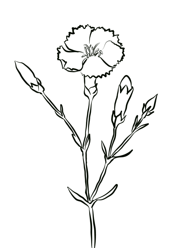 a carnation