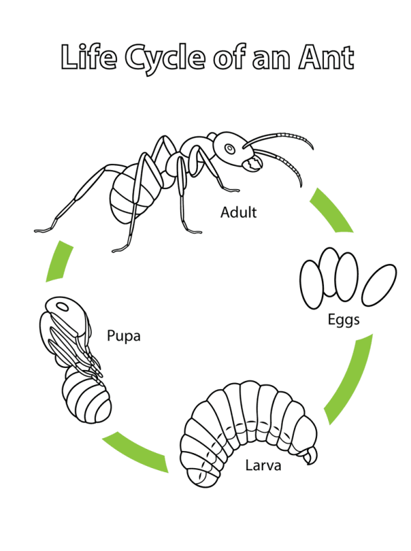 The life cycle of an ant