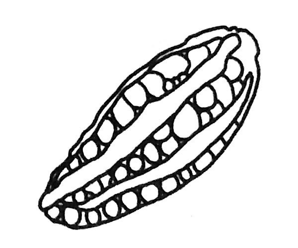 6 simple drawing pictures of bitter melon